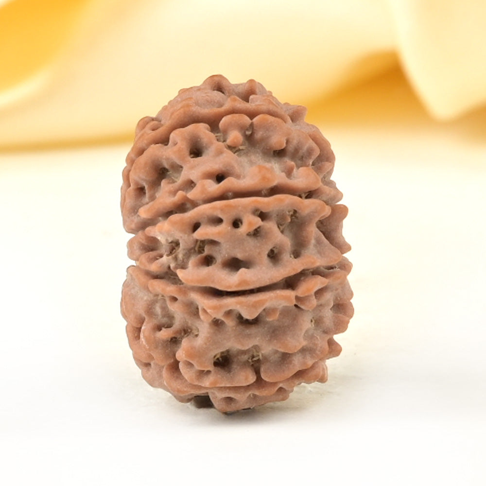 10 Mukhi Original Nepali Rudraksha – Negative Energy Shield