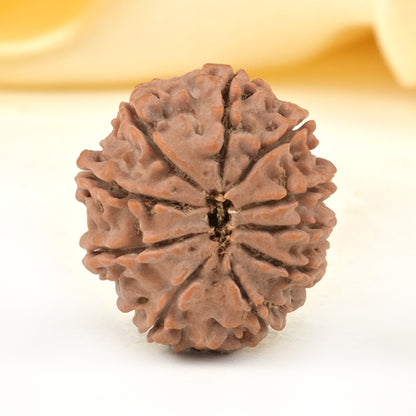 10 Mukhi Original Nepali Rudraksha – Negative Energy Shield