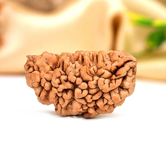 Original Nepali 1 Mukhi Rudraksha – Supreme Shiva Blessing