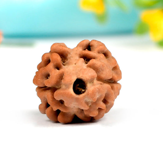 2 Mukhi Original Nepali Rudraksha – Harmony & Relationship Bliss
