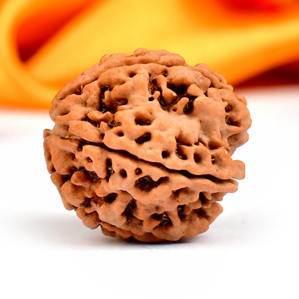 5 Mukhi Original Nepali  Rudraksha – Health & Protection