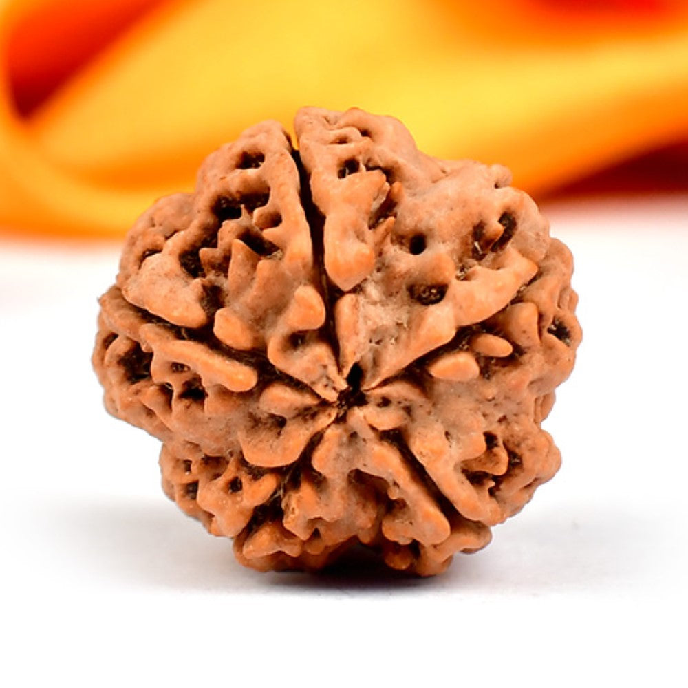 5 Mukhi Original Nepali  Rudraksha – Health & Protection