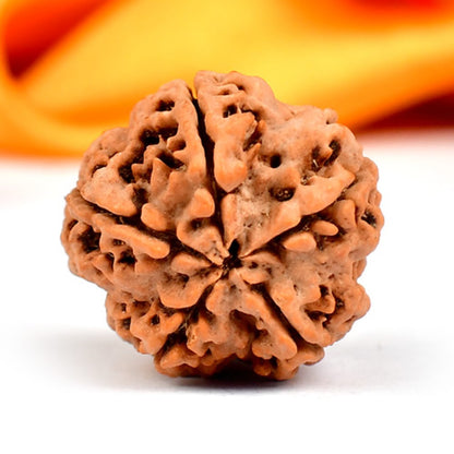 5 Mukhi Original Nepali  Rudraksha – Health & Protection
