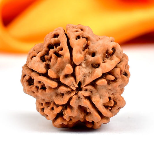 5 Mukhi Original Nepali  Rudraksha – Health & Protection
