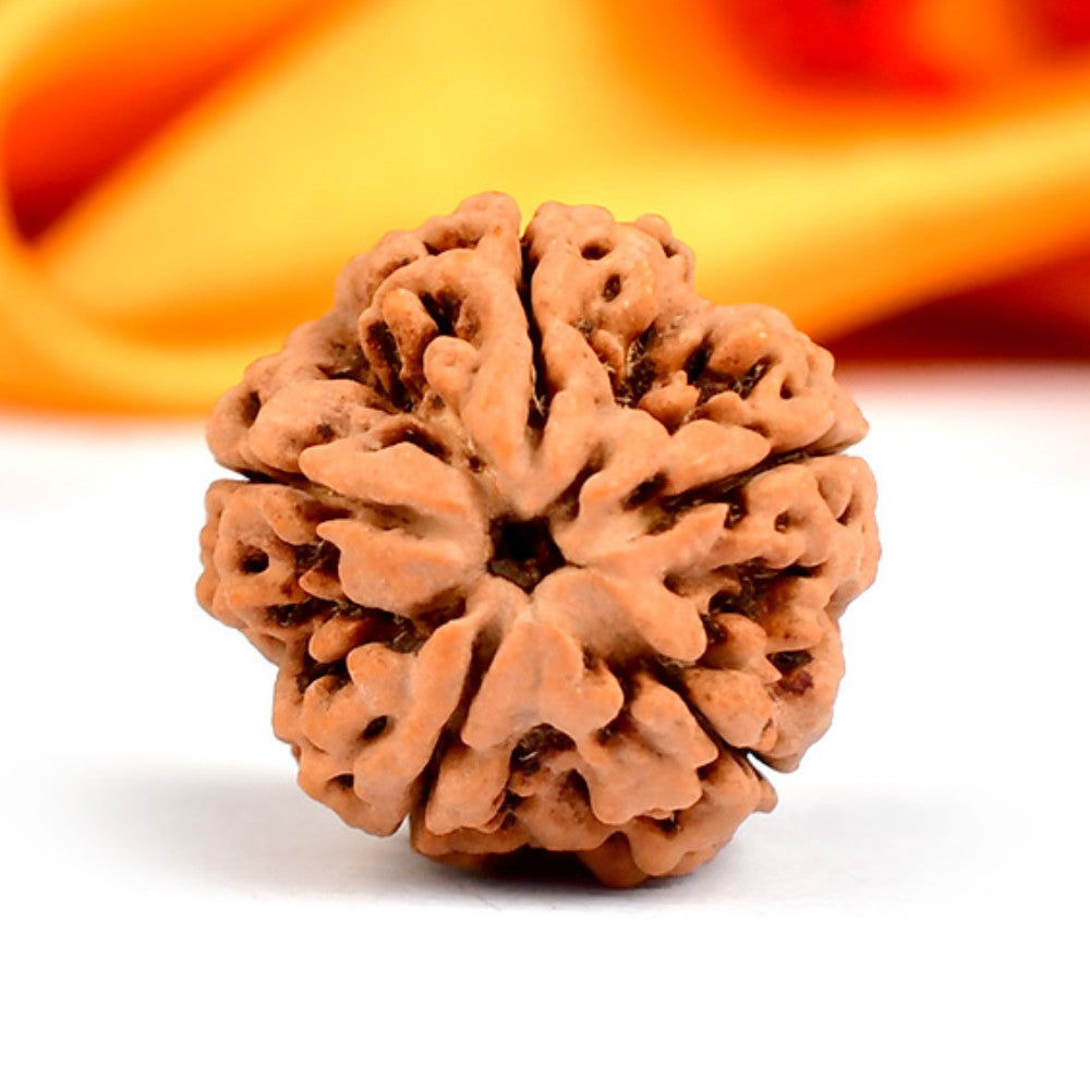 5 Mukhi Original Nepali  Rudraksha – Health & Protection