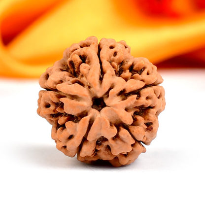 5 Mukhi Original Nepali  Rudraksha – Health & Protection