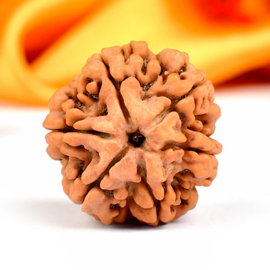 6 Mukhi Original Nepali  Rudraksha – Confidence & Willpower