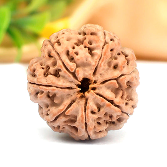 7 Mukhi Original Nepali Rudraksha – Wealth & Prosperity
