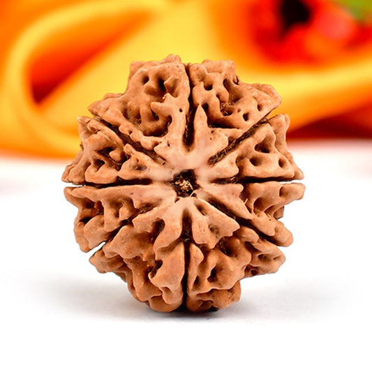 8 Mukhi Original Nepali Rudraksha – Obstacle Removal (Ganesha)