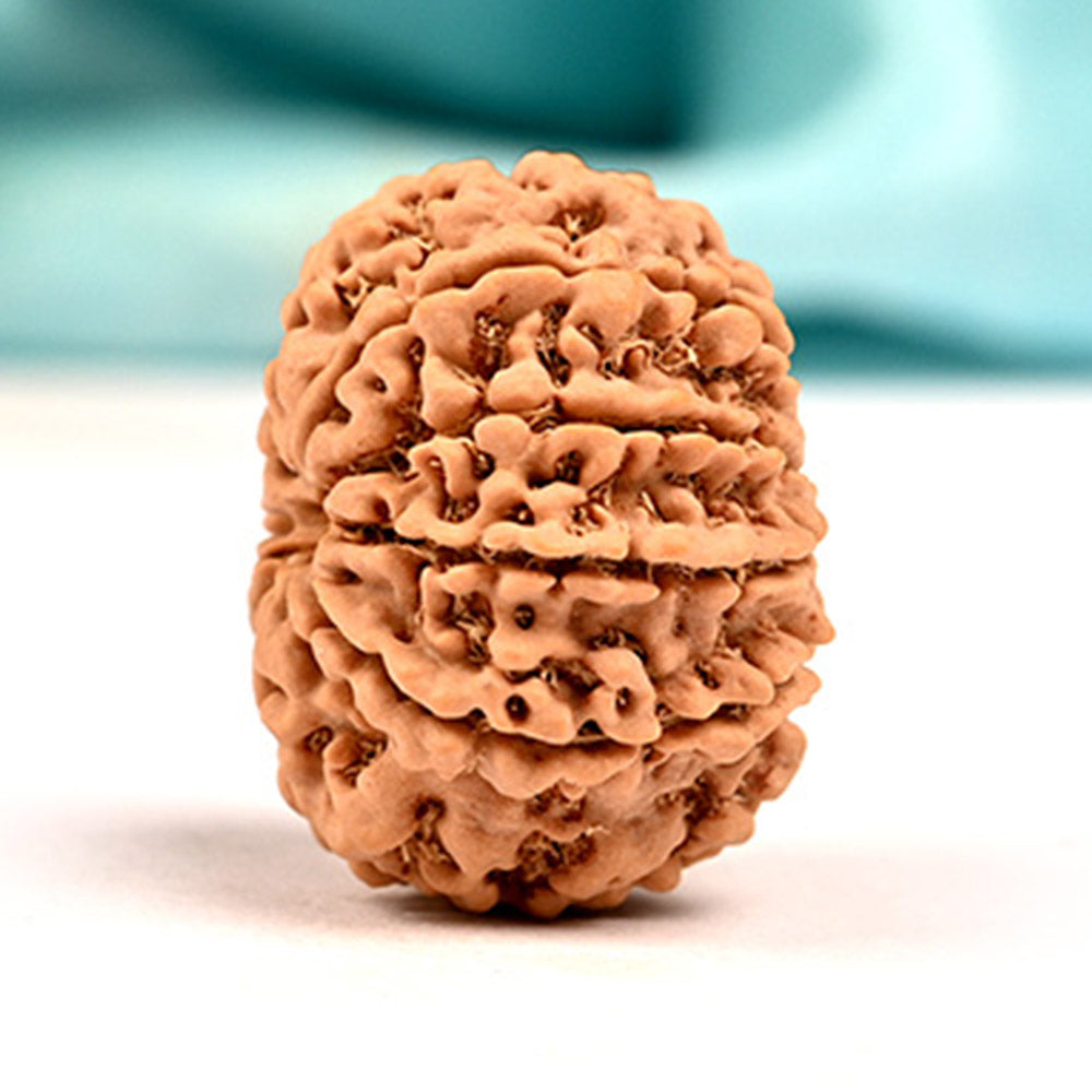 9 Mukhi Original Nepali Rudraksha – Durga Shakti & Protection