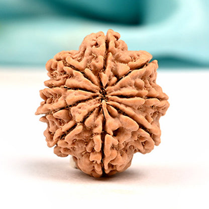 9 Mukhi Original Nepali Rudraksha – Durga Shakti & Protection