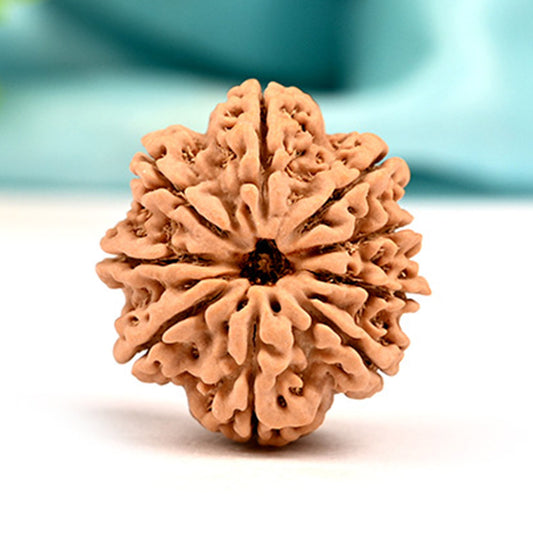 9 Mukhi Original Nepali Rudraksha – Durga Shakti & Protection