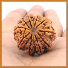 10 Mukhi Original Nepali Rudraksha – Negative Energy Shield